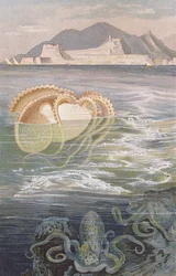 Argonaute, planche de Brehms Tierleben: Allgemeine Kunde des Tierreichs, vol.10, p.273, publié par Bibliographisches Institut, 1893