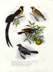 Veuve de paradis, 1864