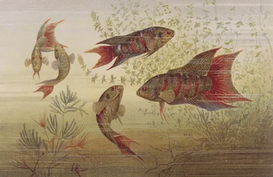 Poisson paradis, planche de Brehms Tierleben: Allgemeine Kunde des Tierreichs, vol.8, p.184, publié par Bibliographisches Institut, 1892