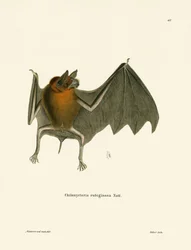 Chauve-souris moustachée de Parnell