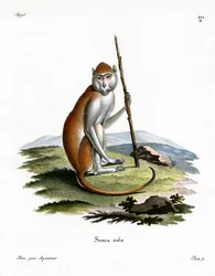 Singe patas