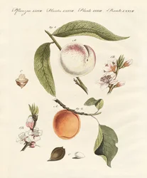 Pêches et abricots