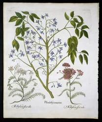 Lilas persan ou Fierté de l