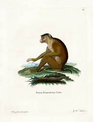 Macaque à queue de cochon