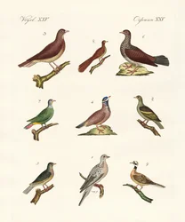 Pigeons de pays étrangers