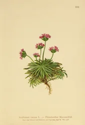 Androsace rose