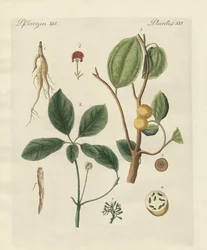 Plantes des pays chauds