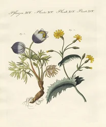 Plantes toxiques allemandes