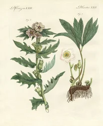Plantes toxiques allemandes