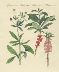 Plantes toxiques allemandes