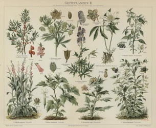 Plantes toxiques