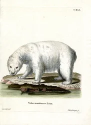 Ours polaire