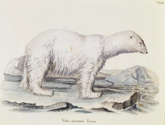 Ours polaire (Ursus maritimus), des Mammifères illustrés de la Nature avec descriptions, par Johann Christian Daniel von Schreber (1739-1810), gravure par IC Bock d