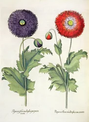 Pavots, du Hortus Eystettensis par Basil Besler