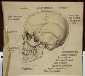 Affiche de la vue latérale d