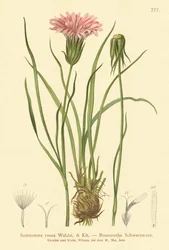 Scorsonère rose