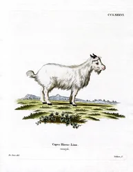 Chèvre Pygmée