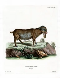 Chèvre Pygmée