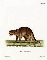 Raton laveur