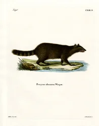 Raton laveur