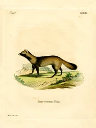 Chien viverrin