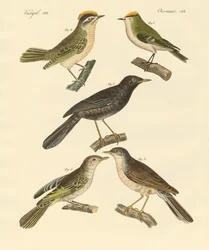 Oiseaux rares et beaux d