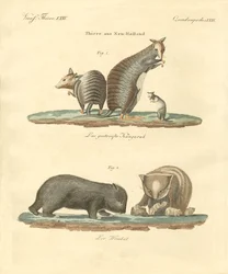 Animaux rares en Australie
