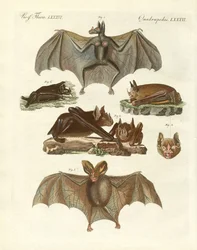 Chauves-souris rares