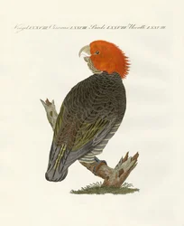 Oiseaux rares