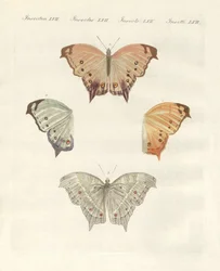 Papillons rares