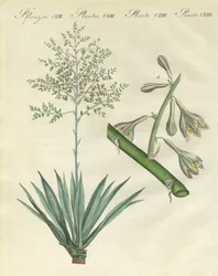 Plantes étrangères rares