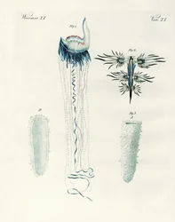 Espèces rares de mollusques