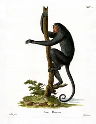 Singe-araignée à face rouge