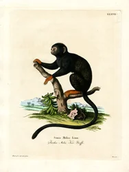 Tamarin à mains rouges