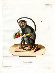 Tamarin à mains rouges