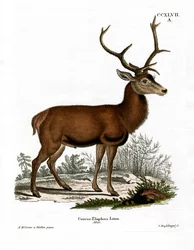 Cerf rouge