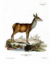 Cerf rouge