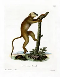 Lémurien rouge