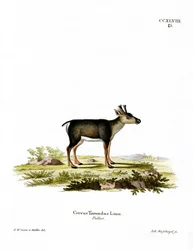 Faon de renne