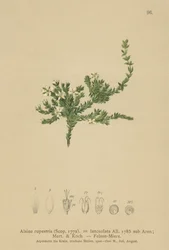 Stellaire des rochers (Alsine rupestris, Alsine lanceolata, Minuartia rupestris)