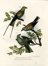 Rollier, 1864
