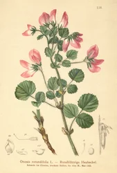 Bugrane à feuilles rondes (Ononis rotundifolia)