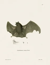 Chauve-souris à ailes-sac