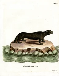 Loutre de mer