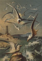 Mouettes