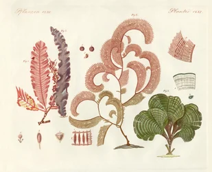 Algues, différentes sortes
