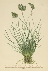 Seslérie
