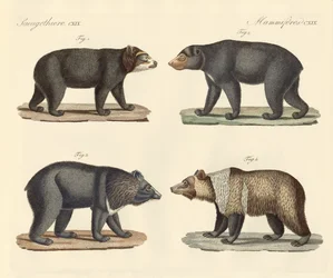 Plusieurs ours trouvés