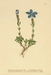 Gentiane à feuilles courtes (Gentiana brachyphylla)