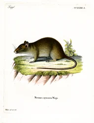 Rat bandicoot à queue courte